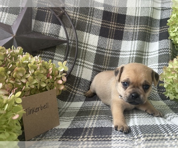 Medium Photo #2 Puggle Puppy For Sale in ELKTON, VA, USA