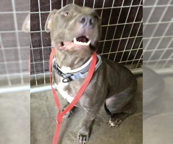Medium Photo #1 American Pit Bull Terrier-Unknown Mix Puppy For Sale in Riverside, CA, USA