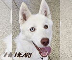Small #3 Siberian Husky