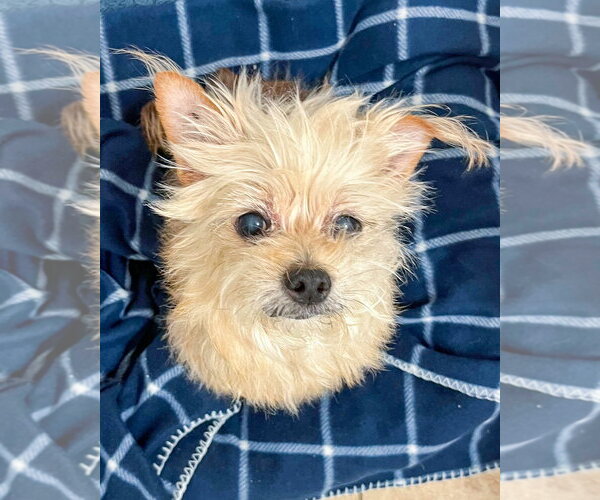 Medium Photo #2 Mutt Puppy For Sale in Corona, CA, USA