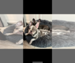 Small Photo #6 French Bulldog Puppy For Sale in PFLUGERVILLE, TX, USA