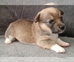 Puppy Kaylee Dorgi-Pembroke Welsh Corgi Mix