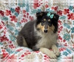 Small #9 Collie