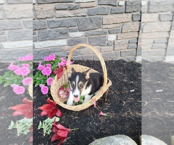 Medium Photo #22 Pembroke Welsh Corgi Puppy For Sale in PORT BYRON, NY, USA
