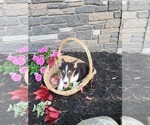 Small Photo #22 Pembroke Welsh Corgi Puppy For Sale in PORT BYRON, NY, USA