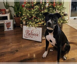 Mutt Dogs for adoption in Foristell, MO, USA