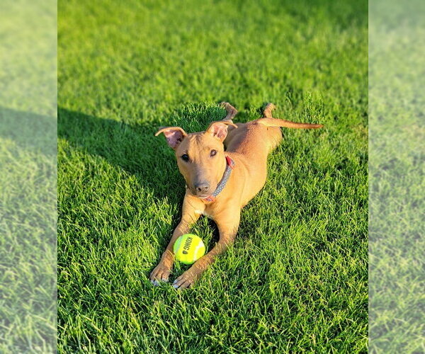 Medium Photo #4 Mutt Puppy For Sale in Elmsford, NY, USA