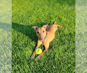 Lucy - Female Mutt Dog for Adoption - Photo #4