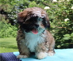Small Photo #6 Shih Tzu Puppy For Sale in THORP, WI, USA