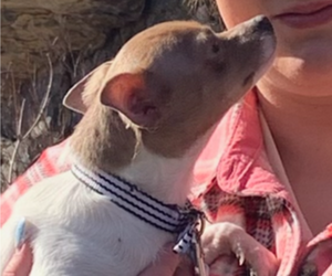 Chihuahua Puppy for sale in EAU CLAIRE, WI, USA