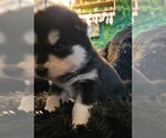 Small Photo #39 Alaskan Malamute Puppy For Sale in MIDWEST CITY, OK, USA