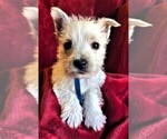 Small Photo #2 West Highland White Terrier Puppy For Sale in ROLLA, MO, USA
