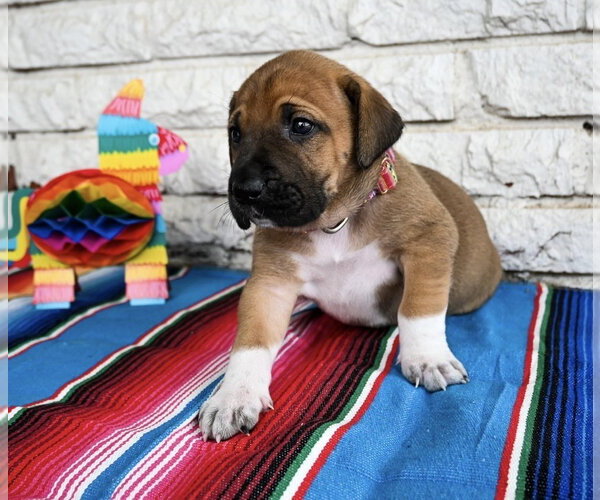 Medium Photo #3 Great Dane-Unknown Mix Puppy For Sale in OKLAHOMA CITY, OK, USA