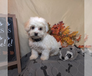 Coton de Tulear Puppy for sale in W FIELD, NC, USA