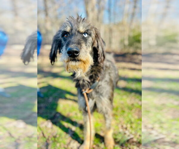 Medium Photo #3 Aussiedoodle Puppy For Sale in Pacolet, SC, USA