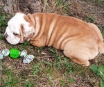 Small Photo #13 Bulldog Puppy For Sale in GREEN FOREST, AR, USA