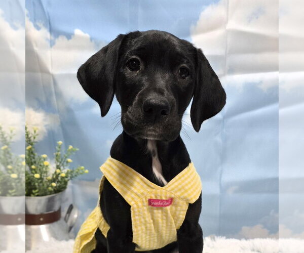 Medium Photo #3 Colonial Cocker Spaniel-Retriever  Mix Puppy For Sale in Fargo, ND, USA