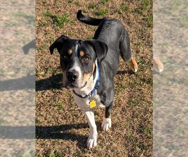 Medium Photo #1 Treeing Walker Coonhound-Unknown Mix Puppy For Sale in Plano, TX, USA