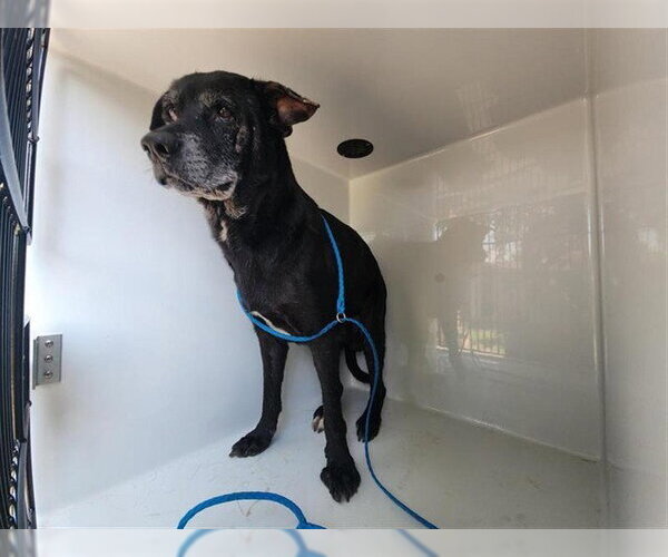 Medium Photo #1 Labrador Retriever-Unknown Mix Puppy For Sale in Houston, TX, USA