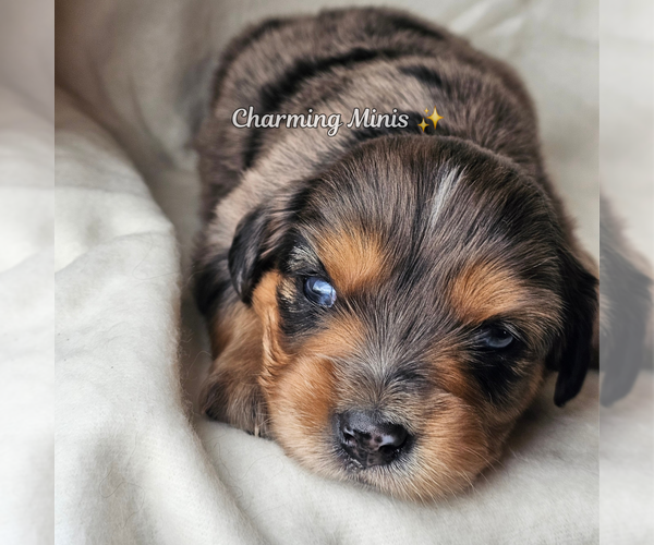 Medium Photo #3 Miniature Australian Shepherd Puppy For Sale in GILBERT, AZ, USA