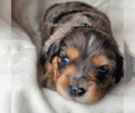 Small #2 Miniature Australian Shepherd