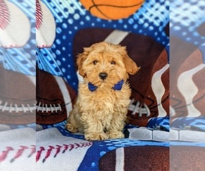 Cavachon-Poodle (Miniature) Mix Puppy for sale in AIRVILLE, PA, USA