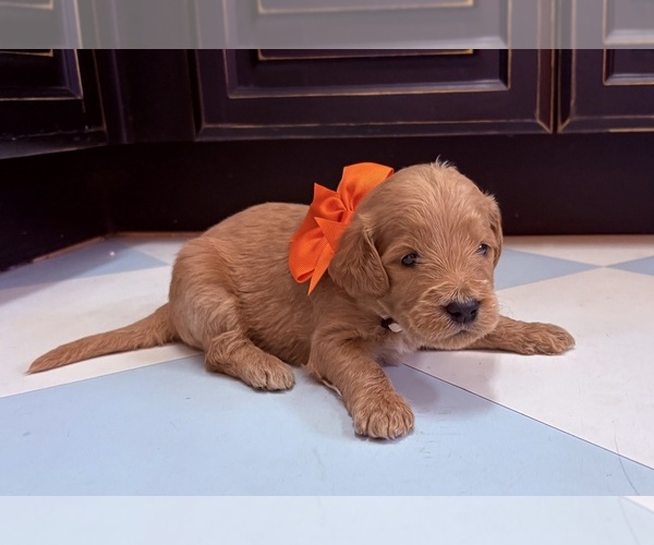 Medium Photo #1 Goldendoodle Puppy For Sale in GILBERT, AZ, USA