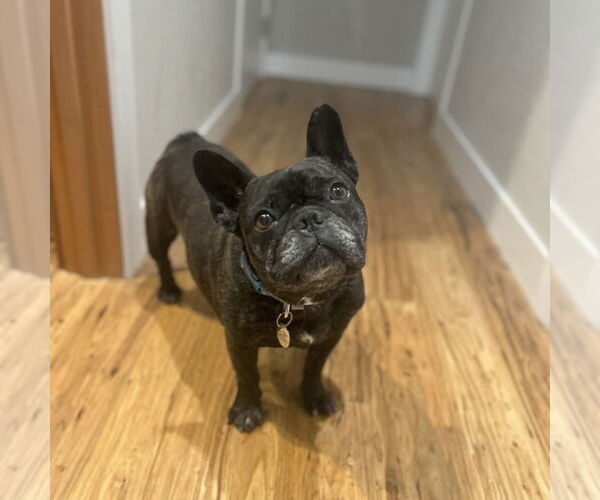 Medium Photo #11 French Bulldog Puppy For Sale in San Jose, CA, USA