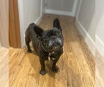 Small #10 French Bulldog