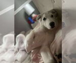 Small #4 Great Pyrenees Mix