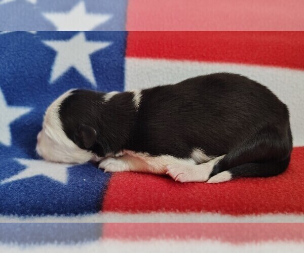 Medium Photo #2 Border Collie Puppy For Sale in NORBORNE, MO, USA