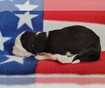Small #1 Border Collie