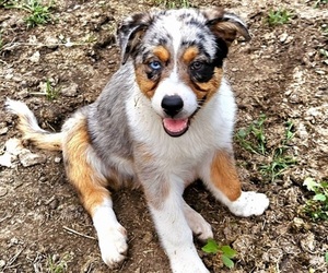 Australian Shepherd Puppy for Sale in MABEL, Minnesota USA