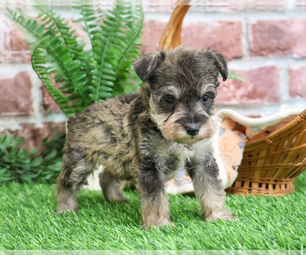 Medium Photo #10 Schnauzer (Miniature) Puppy For Sale in SYRACUSE, IN, USA