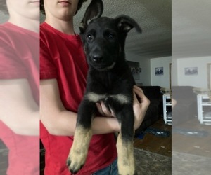 German Shepherd Dog Puppy for sale in CLEARWATER, MN, USA
