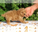 Small #14 Poodle (Toy)