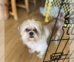 Small #2 Shih Tzu