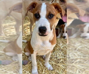 Labrador Retriever-Unknown Mix Dogs for adoption in Oak Bluffs, MA, USA