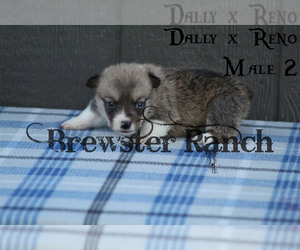 Pembroke Welsh Corgi Puppy for sale in TIMPSON, TX, USA