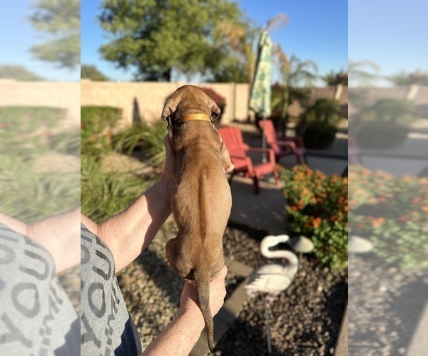 Medium Photo #2 Rhodesian Ridgeback Puppy For Sale in SURPRISE, AZ, USA