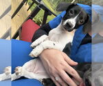 Small #1 Dachshund Mix