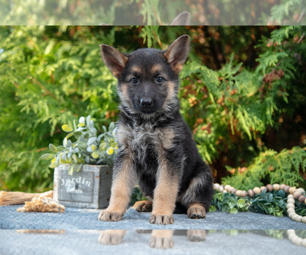 Medium Photo #2 German Shepherd Dog Puppy For Sale in BREMEN, IN, USA