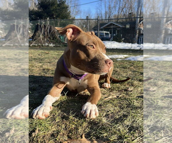 Medium Photo #16 Staffordshire Bull Terrier Puppy For Sale in Brewster, NY, USA