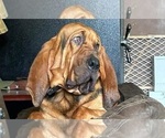 Small Photo #1 Bloodhound Puppy For Sale in ABERDEEN, SD, USA