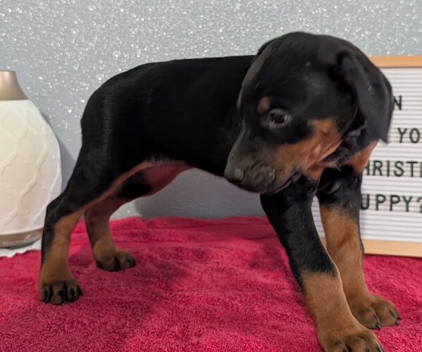 Medium Photo #8 Doberman Pinscher Puppy For Sale in GOSHEN, IN, USA