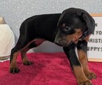 Small #7 Doberman Pinscher