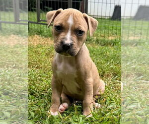 American Pit Bull Terrier Dogs for adoption in Alexandria, VA, USA