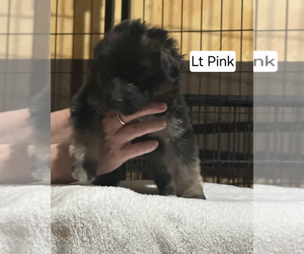 Medium Photo #1 German Shepherd Dog Puppy For Sale in LA FAYETTE, NY, USA
