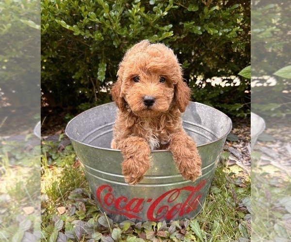 Medium Photo #1 Goldendoodle (Miniature) Puppy For Sale in MIDDLEBURY, IN, USA