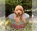 Image preview for Ad Listing. Nickname: Otis